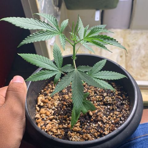 #1.1 Clone Jane  growlog timeline photo
