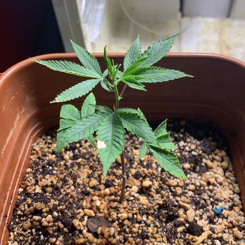 #1.2 Clone Jane  growlog timeline photo