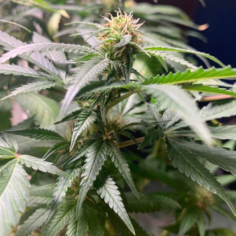 #1 Jane  growlog timeline photo