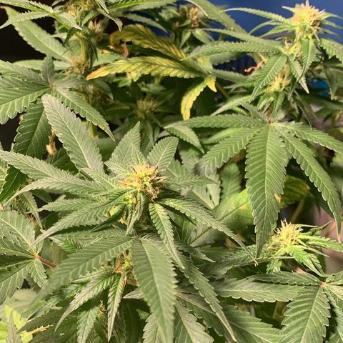 #1 Jane  growlog timeline photo