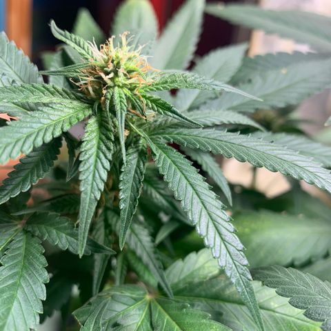 #1 Jane  growlog timeline photo