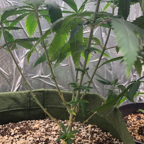 #1 Mary growlog timeline photo