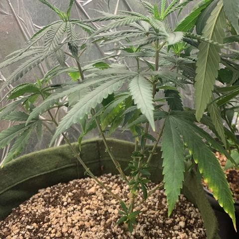 #1 Mary growlog timeline photo