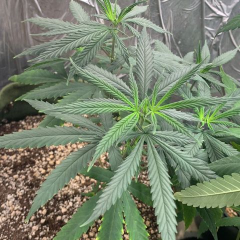 #1 Mary growlog timeline photo