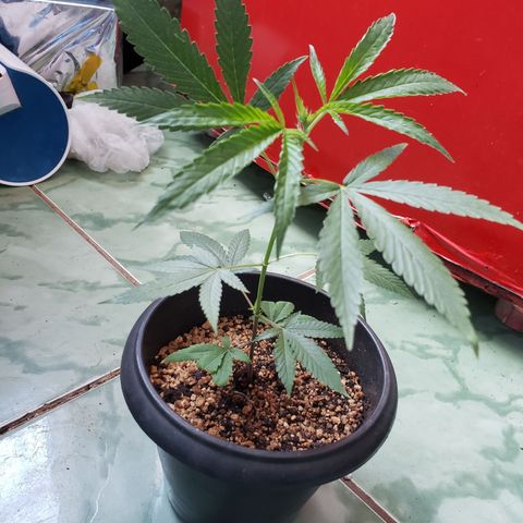 #1.1 Clone Jane  growlog timeline photo