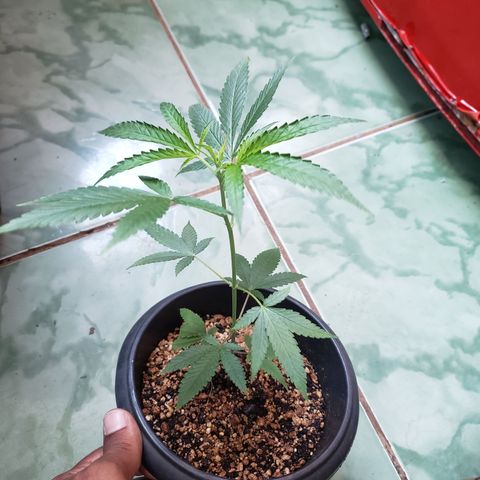 #1.1 Clone Jane  growlog timeline photo