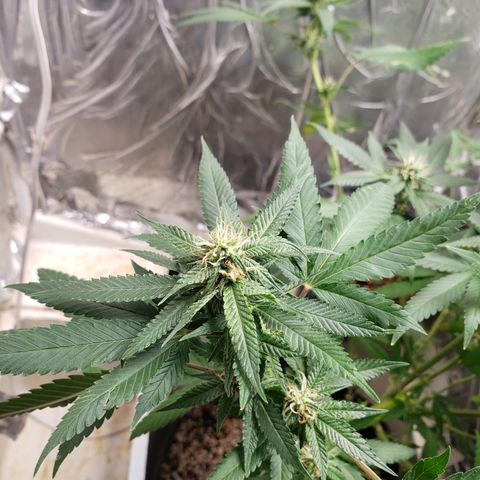 #1 Jane  growlog timeline photo