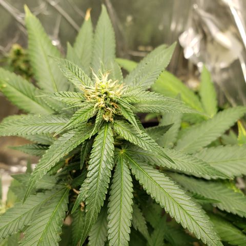 #1 Jane  growlog timeline photo