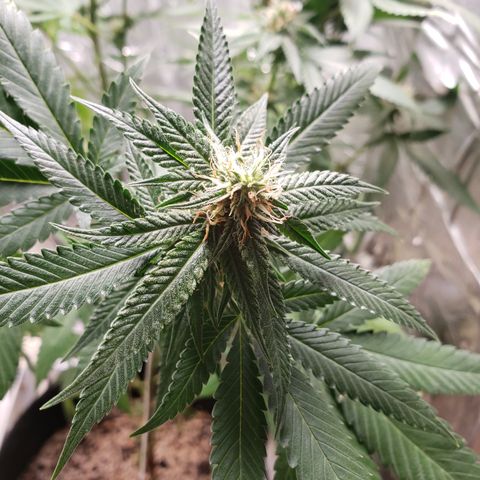 #1 Jane  growlog timeline photo