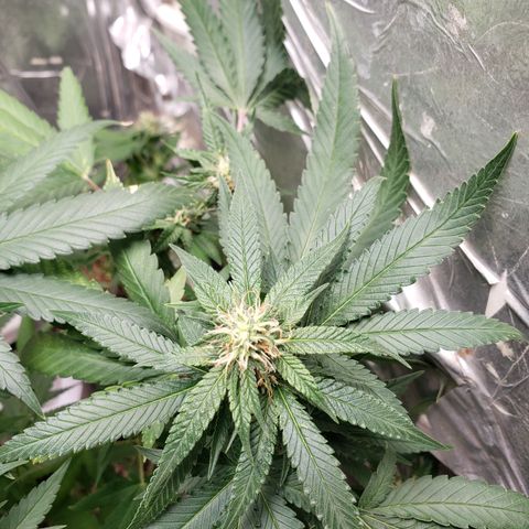 #1 Jane  growlog timeline photo