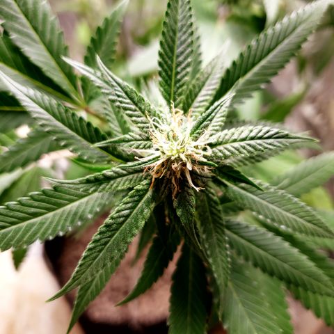#1 Jane  growlog timeline photo