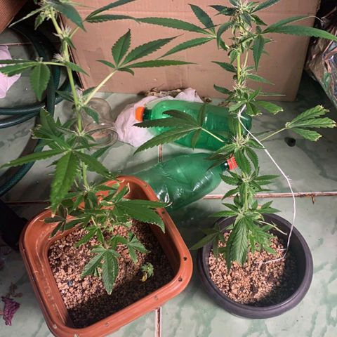 #1.2 Clone Jane  growlog timeline photo