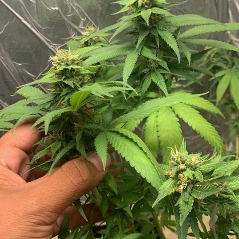 #1 Jane  growlog timeline photo