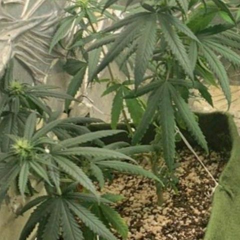 #1 Mary growlog timeline photo