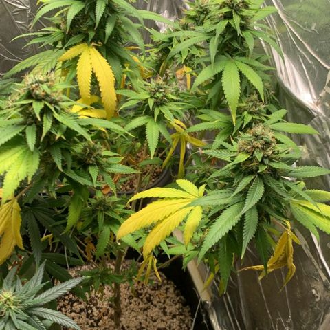 #1 Jane  growlog timeline photo