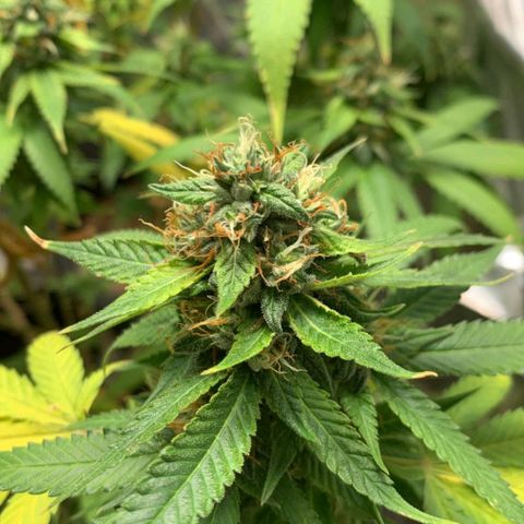 #1 Jane  growlog timeline photo