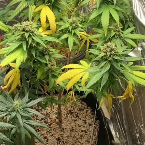 #1 Jane  growlog timeline photo