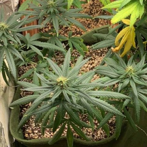 #1 Mary growlog timeline photo