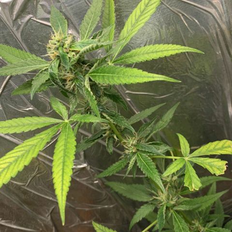 #1.1 Clone Jane  growlog timeline photo