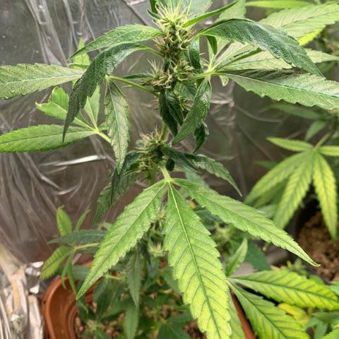 #1.2 Clone Jane  growlog timeline photo
