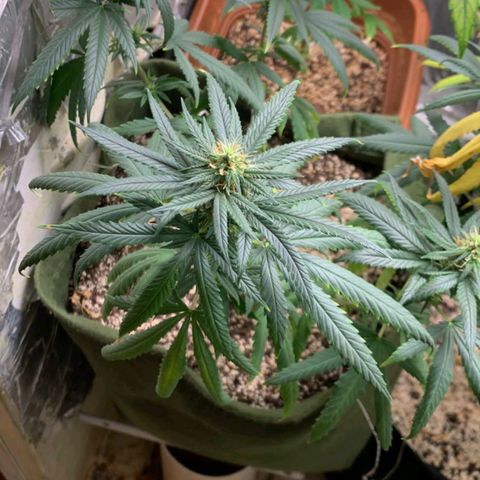 #1 Mary growlog timeline photo