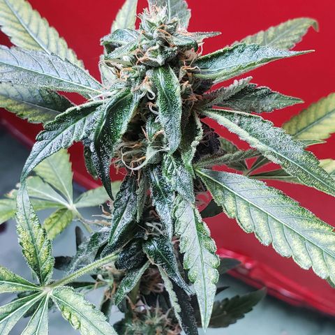 #1.1 Clone Jane  growlog timeline photo