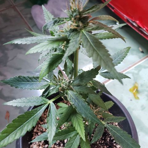 #1.1 Clone Jane  growlog timeline photo