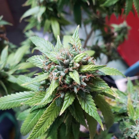 #1 Jane  growlog timeline photo