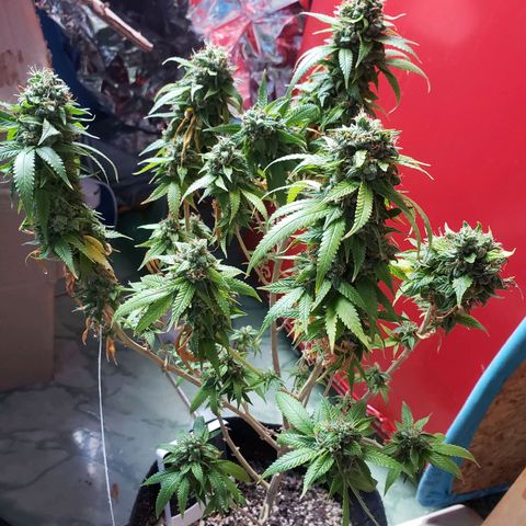 #1 Jane  growlog timeline photo
