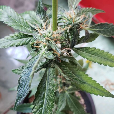 #1.1 Clone Jane  growlog timeline photo