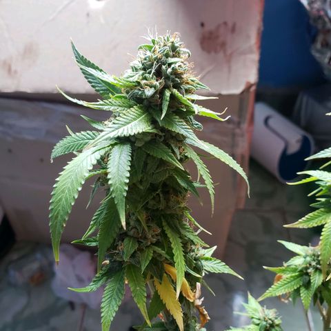 #1 Jane  growlog timeline photo