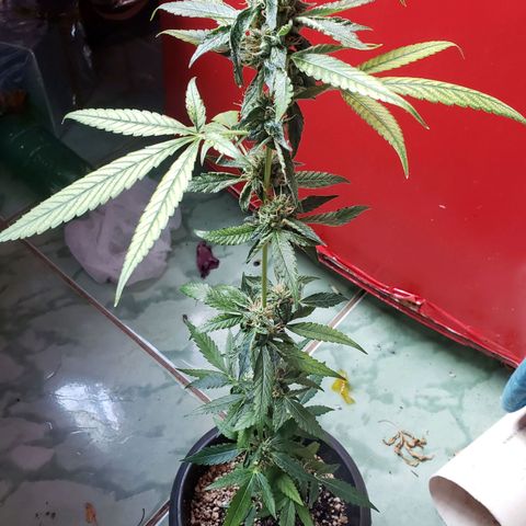 #1.1 Clone Jane  growlog timeline photo