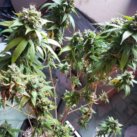 #1 Jane  growlog timeline photo