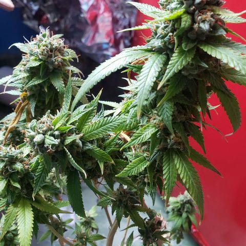#1 Jane  growlog timeline photo
