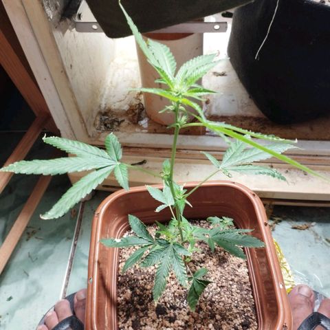 #1.2 Clone Jane  growlog timeline photo
