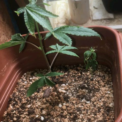 #1.2 Clone Jane  growlog timeline photo