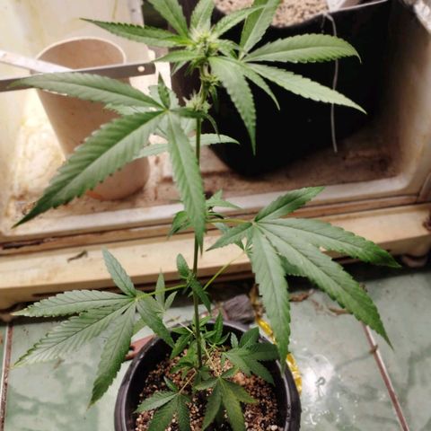 #1.1 Clone Jane  growlog timeline photo
