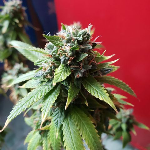 #1 Jane  growlog timeline photo