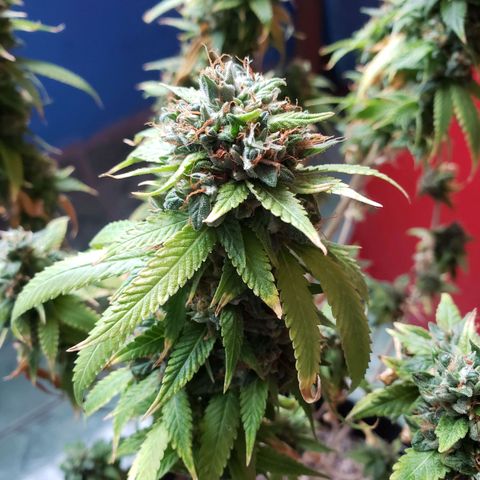 #1 Jane  growlog timeline photo
