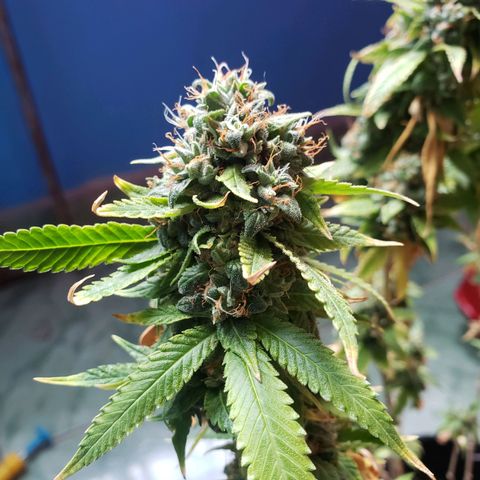 #1 Jane  growlog timeline photo
