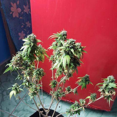 #1 Jane  growlog timeline photo