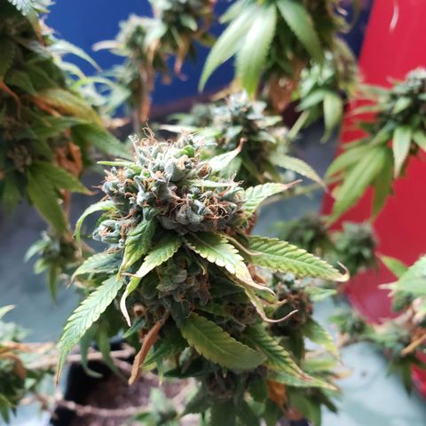 #1 Jane  growlog timeline photo