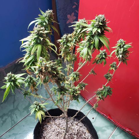 #1 Jane  growlog timeline photo