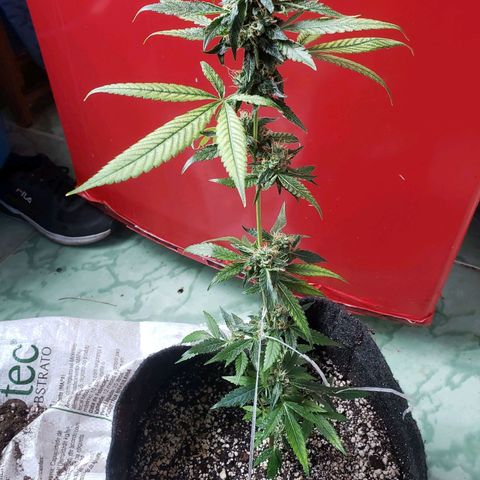 #1.1 Clone Jane  growlog timeline photo