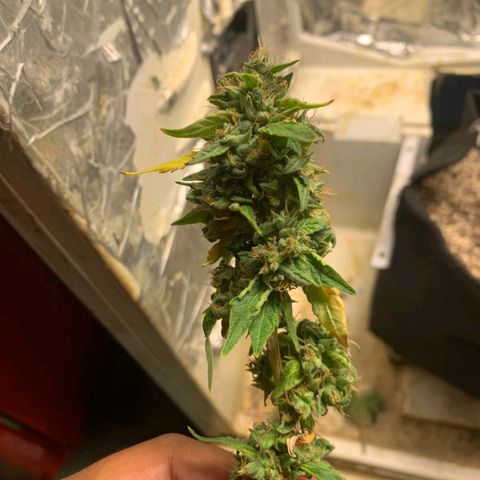 #1.1 Clone Jane  growlog timeline photo