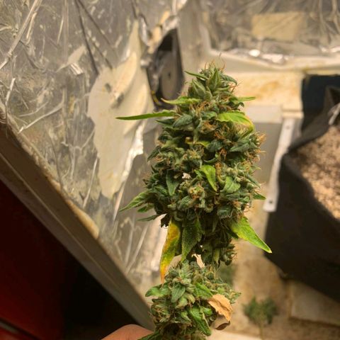 #1.1 Clone Jane  growlog timeline photo