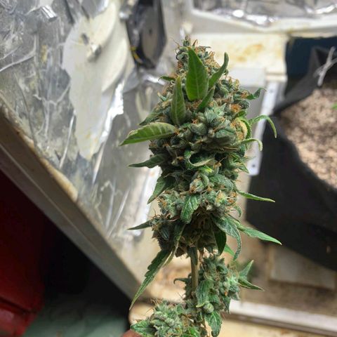 #1.2 Clone Jane  growlog timeline photo
