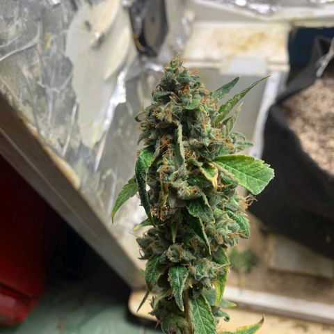 #1.2 Clone Jane  growlog timeline photo