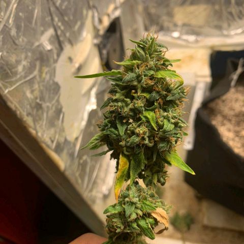#1.1 Clone Jane  growlog timeline photo