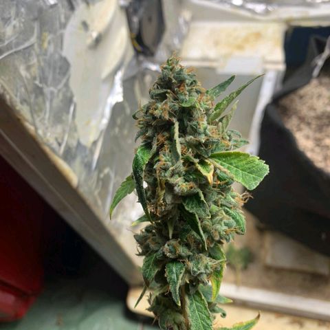 #1.2 Clone Jane  growlog timeline photo